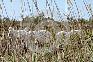 White Camargue horses