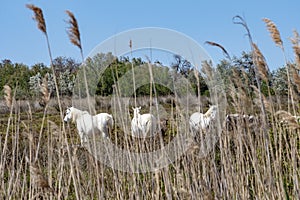 White Camargue horses