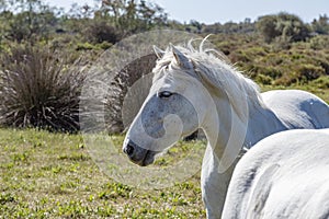 White Camargue horses