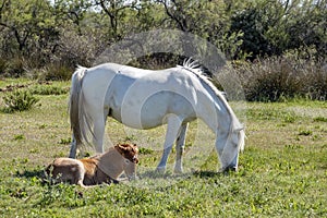 White Camargue horses