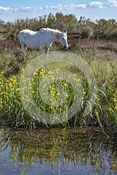 White Camargue horses