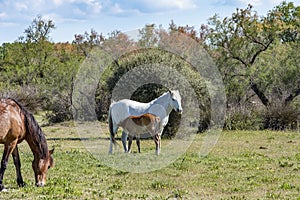 White Camargue horses