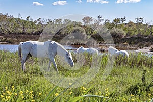 White Camargue horses