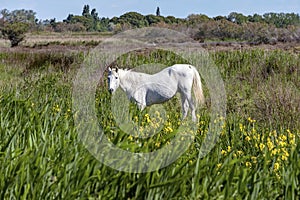 White Camargue horses