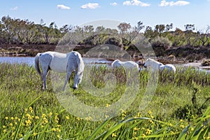 White Camargue horses