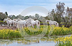 White Camargue horses