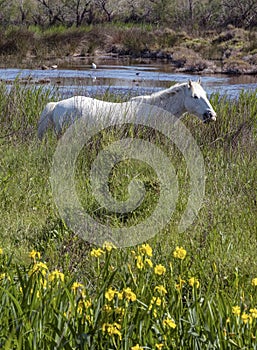 White Camargue horses