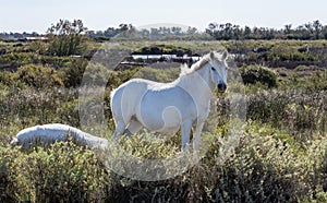 White Camargue horses