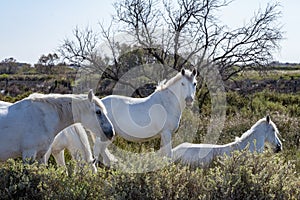 White Camargue horses