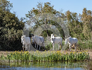 White Camargue horses