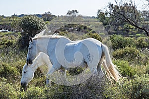 White Camargue horses