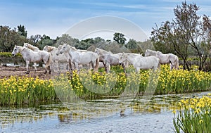 White Camargue horses