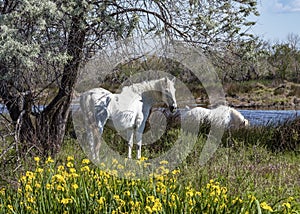 White Camargue horses