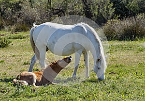 White Camargue horses