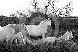 White Camargue horses