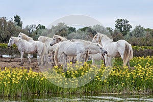 White Camargue horses