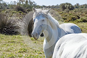 White Camargue horses