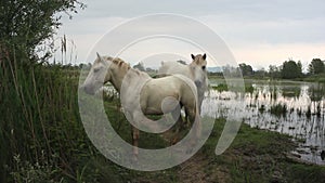 White Camargue horses