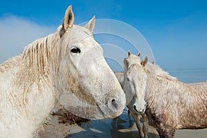 White Camargue Horses