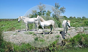 White camargue horses