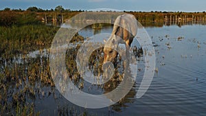 White camargue horses, Camargue, France