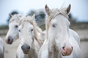 White Camargue Horses. Close up Group Portrait .