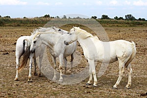 White Camargue horses family, France