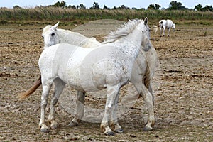 White Camargue horses family in France