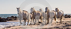 White Camargue horses flow along sand. Parc Regional de Camargue. France. Provence.