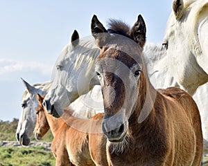 White Camargue Horses with foals