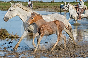 White Camargue Horses with foals run on the water