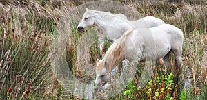 White Camargue Horses,France