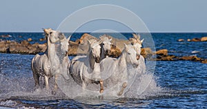 White Camargue Horses galloping along the sea beach. Parc Regional de Camargue. France. Provence.