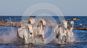 White Camargue Horses galloping along the sea beach. Parc Regional de Camargue. France. Provence.