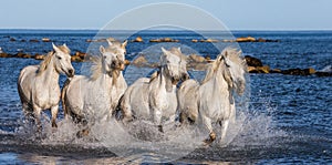 White Camargue Horses galloping along the sea beach. Parc Regional de Camargue. France. Provence.