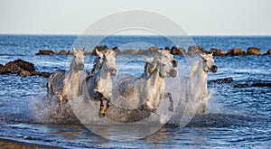 White Camargue Horses galloping along the sea beach. Parc Regional de Camargue. France. Provence.