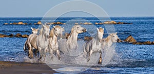 White Camargue Horses galloping along the sea beach. Parc Regional de Camargue. France. Provence.