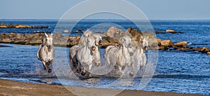 White Camargue Horses galloping along the sea beach. Parc Regional de Camargue. France. Provence.