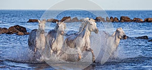 White Camargue Horses galloping along the sea beach. Parc Regional de Camargue. France. Provence.