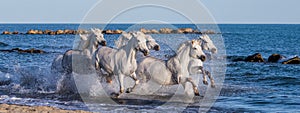 White Camargue Horses galloping along the sea beach. Parc Regional de Camargue. France. Provence.