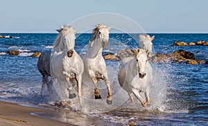 White Camargue Horses galloping along the sea beach. Parc Regional de Camargue. France. Provence. photo