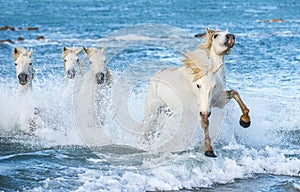 White Camargue horses galloping on blue water