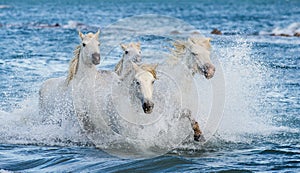 White Camargue horses galloping on blue water