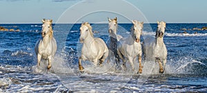 White Camargue horses galloping through blue water
