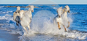 White Camargue horses galloping through blue water