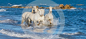 White Camargue horses galloping through blue water