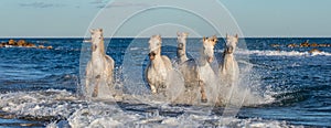 White Camargue horses galloping through blue water.