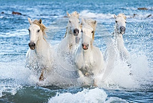 White Camargue horses galloping through blue water