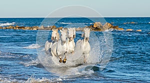 White Camargue horses galloping through blue water