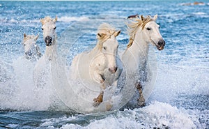 White Camargue horses galloping through blue water